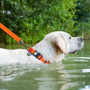 Waudog Waterproof Dog Collar with QR Passport 34-49cm/25mm Orange - buy, prices for MasterZoo - photo 3