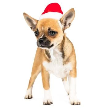 Pet Fashion New Year's Hat for Dogs s.XS - buy, prices for MasterZoo - photo 3