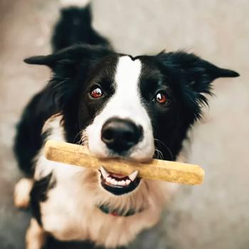 Pet's Up Chewllagen Bar Dog Snack with Cheese Flavor 12cm 75g - buy, prices for MasterZoo - photo 3