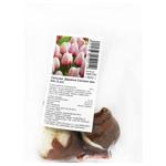 Darwin Salmon Van Eyck Tulip Bulb 3pcs