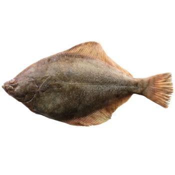 fish gilt-head bream Croatia