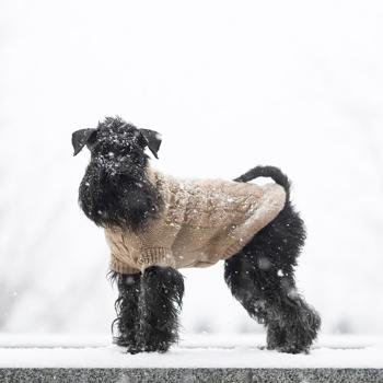 Sweater Noble pet - buy, prices for MasterZoo - photo 4