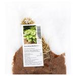 Abiqua Moonbeam Hosta Rhizome 1pc