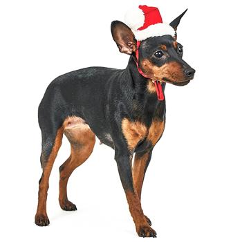 Pet Fashion New Year's Hat for Dogs s.S - buy, prices for MasterZoo - photo 2