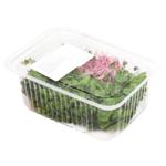 Микрогрин редиса 50г