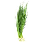 Greens onion fresh
