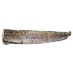 Agros More Headless Fresh Frozen Hake Carcass