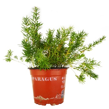 Ornamental plant asparagus for garden Ukraine - buy, prices for Auchan - photo 1