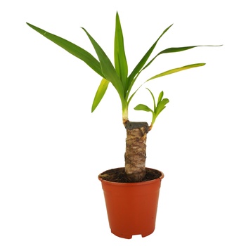 Ornamental plant yucca for garden - buy, prices for Auchan - photo 1