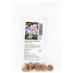 Lilac Beauty Botanical Crocus Bulbs 5pcs
