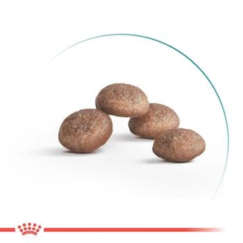 Royal Canin Ageing 11+ Dry Food for Older Cats 2kg - buy, prices for MasterZoo - photo 2