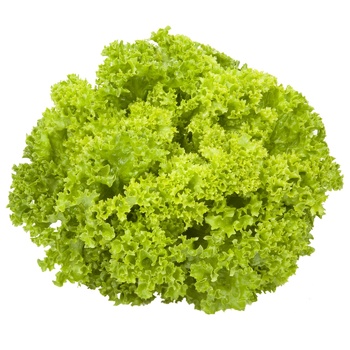 Lollo Bionda Lettuce - buy, prices for COSMOS - photo 1