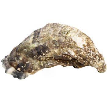 La Sublime Oyster №4 - buy, prices for METRO - photo 2