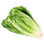 Greens lettuce