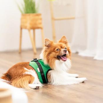 Leash Pet fashion - buy, prices for MasterZoo - photo 2