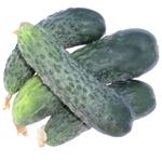 Ground Cucumber