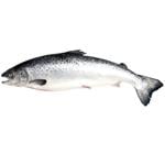 Лосось Metro Chef охлажденный 1-2кг