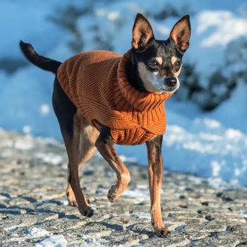Trixie CityStyle Berlin Sweater for Dogs s.M Orange - buy, prices for MasterZoo - photo 6