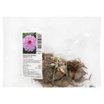 Decorative Cordessa Dahlia Bulb