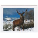 Сірники Українська сірникова фабрика в асортименті