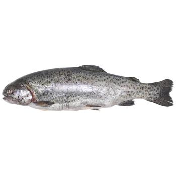 Chilled Trout 2-3