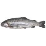 Denmark Chilled Trout 1-2