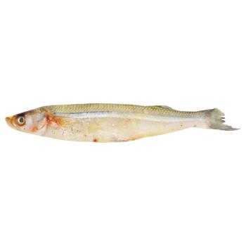 Smelt