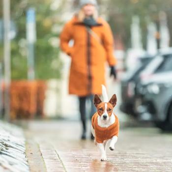 Trixie CityStyle Berlin Dog Sweater s.L2 Orange - buy, prices for MasterZoo - photo 2