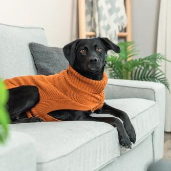 Trixie CityStyle Berlin Sweater for Dogs s.M Orange - buy, prices for MasterZoo - photo 8