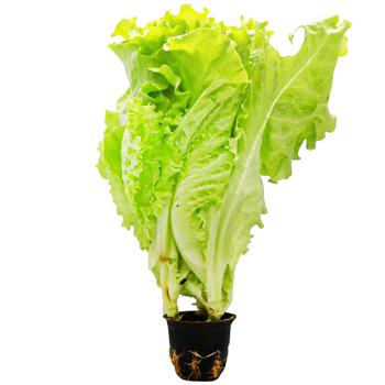 Leaf Lettuce - buy, prices for Epicentr FOOD - photo 2