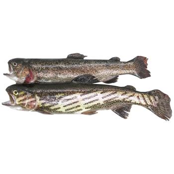 Live Trout - buy, prices for MegaMarket - photo 1