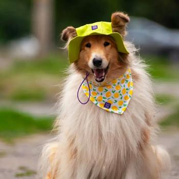 Панама для собак Hat-Dog р.S лаймовий - купити, ціни на MasterZoo - фото 6