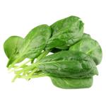 Greens spinach fresh