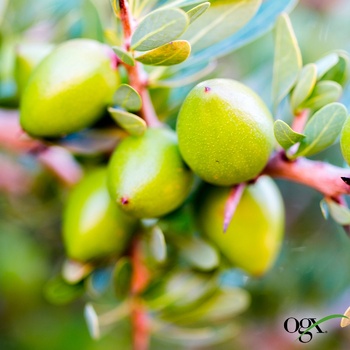 Шампунь для волосcя Ogx® Argan oil of Morocco Відновлюючий з аргановою олією 385мл - купити, ціни на МегаМаркет - фото 6