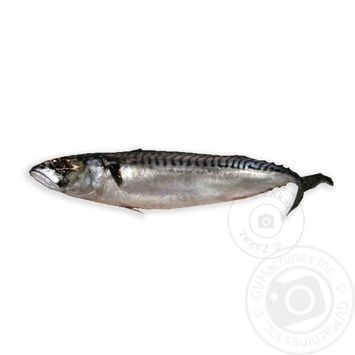 Fish atlantic mackerel Shelf light-salted - buy, prices for MegaMarket - photo 1