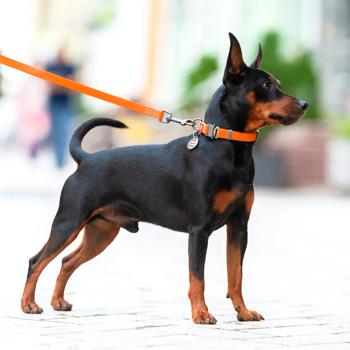 Waudog Waterproof Dog Collar with QR Passport 28-40cm/20mm Orange - buy, prices for MasterZoo - photo 4