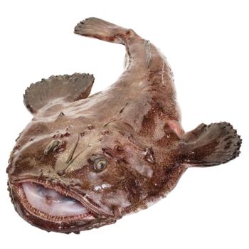 Monkfish