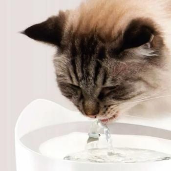 Catit Pixi набір поїлка-фонтан 2 л + миска пластикова для котів 200 мл - білий - купить, цены на MasterZoo - фото 7