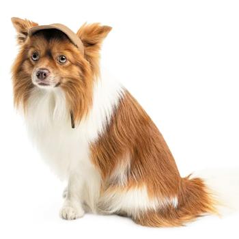 Pet Fashion Phil кепка для собак L - купить, цены на MasterZoo - фото 4
