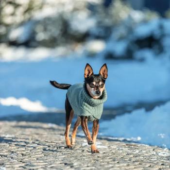 Sweater Trixie xs2 Germany - buy, prices for MasterZoo - photo 8