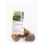 Цибулина Тюльпан Дарвіна Містік Ван Ейк 3шт