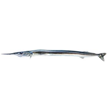 Garfish