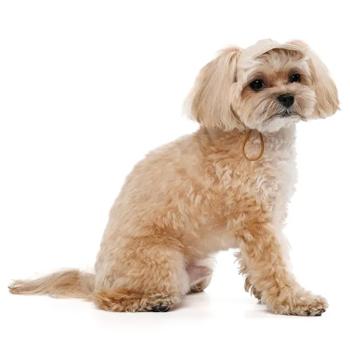 Pet Fashion Glamor Dog Cap s.M Beige - buy, prices for MasterZoo - photo 2