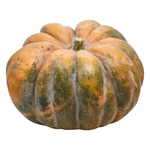 Chamomile Pumpkin