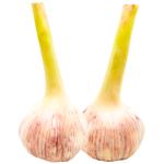 Young Garlic Uzbekistan