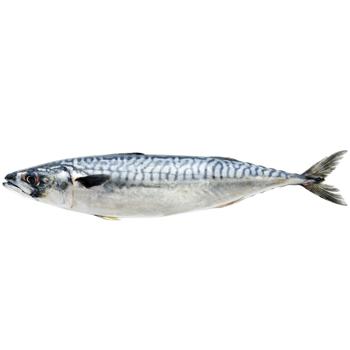 Fish Ufc - buy, prices for Torba - photo 1