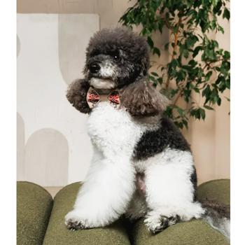 Pet fashion Ukraine - buy, prices for MasterZoo - photo 6