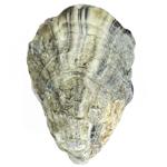La Sublime Oyster №1