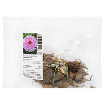 Decorative Cordessa Dahlia Bulb