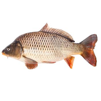 Fresh Carp 2+ - buy, prices for COSMOS - photo 1